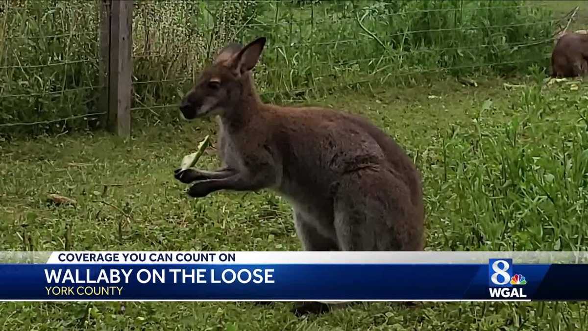 Wallaby wandering York County after escape from farm