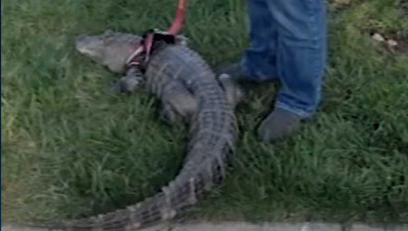 Phillies deny emotional support alligator from entering ballpark