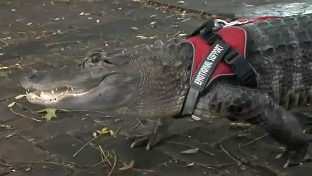 Famous emotional support alligator reported missing - Vimarsana News