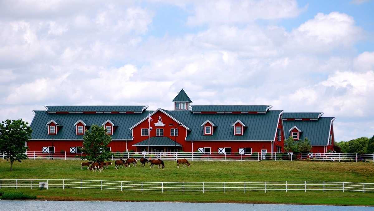 The Budweiser Clydesdales are back