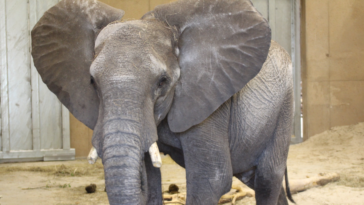 Omaha zoo: Elephant unexpectedly dies