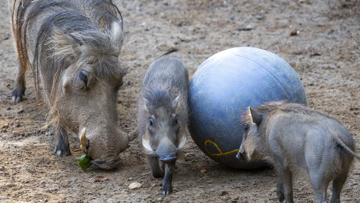 VIDEO: Warthog piglets get to pick their own names during Zoo Atlanta event