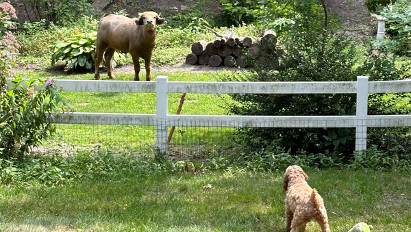 water buffalo in pleasant hill, iowa