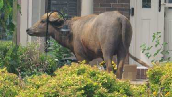 water buffalo in pleasant hill, iowa