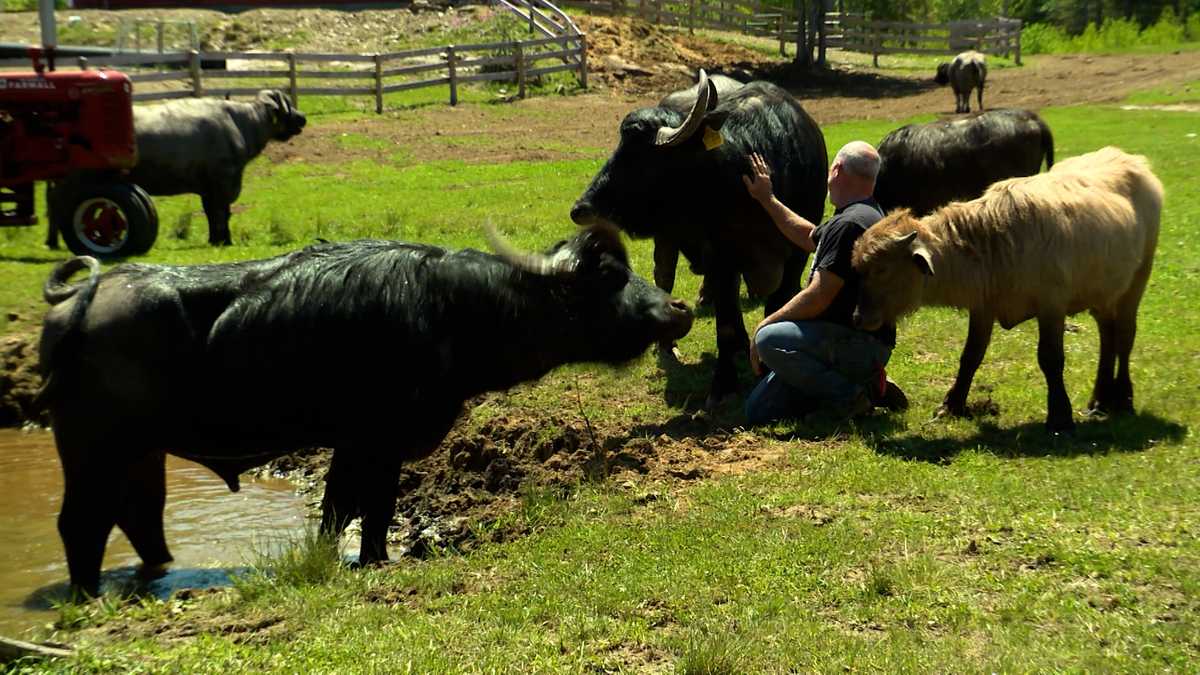 Maine couple creates state's only working water buffalo farm