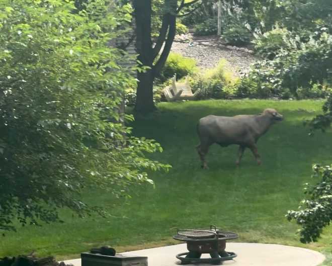 water buffalo in pleasant hill, iowa