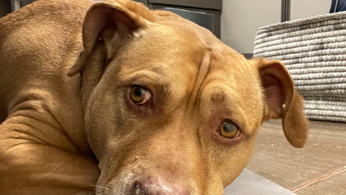 Dog has been at Indiana shelter for 430 days