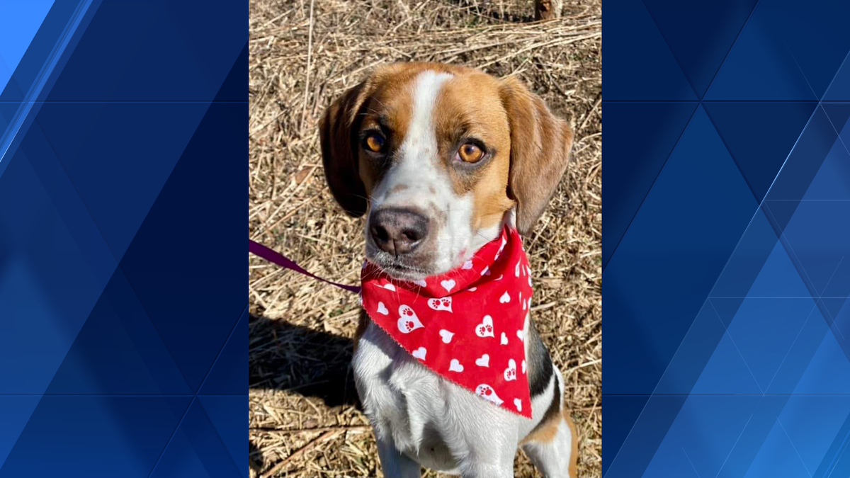 Dog shot in Arnold, Westmoreland County