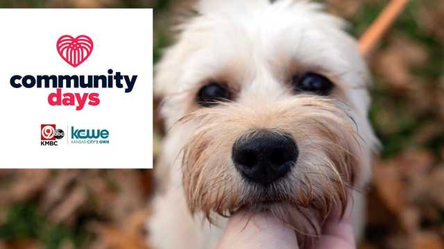 COMMUNITY DAY: Wayside Waifs - Vimarsana News