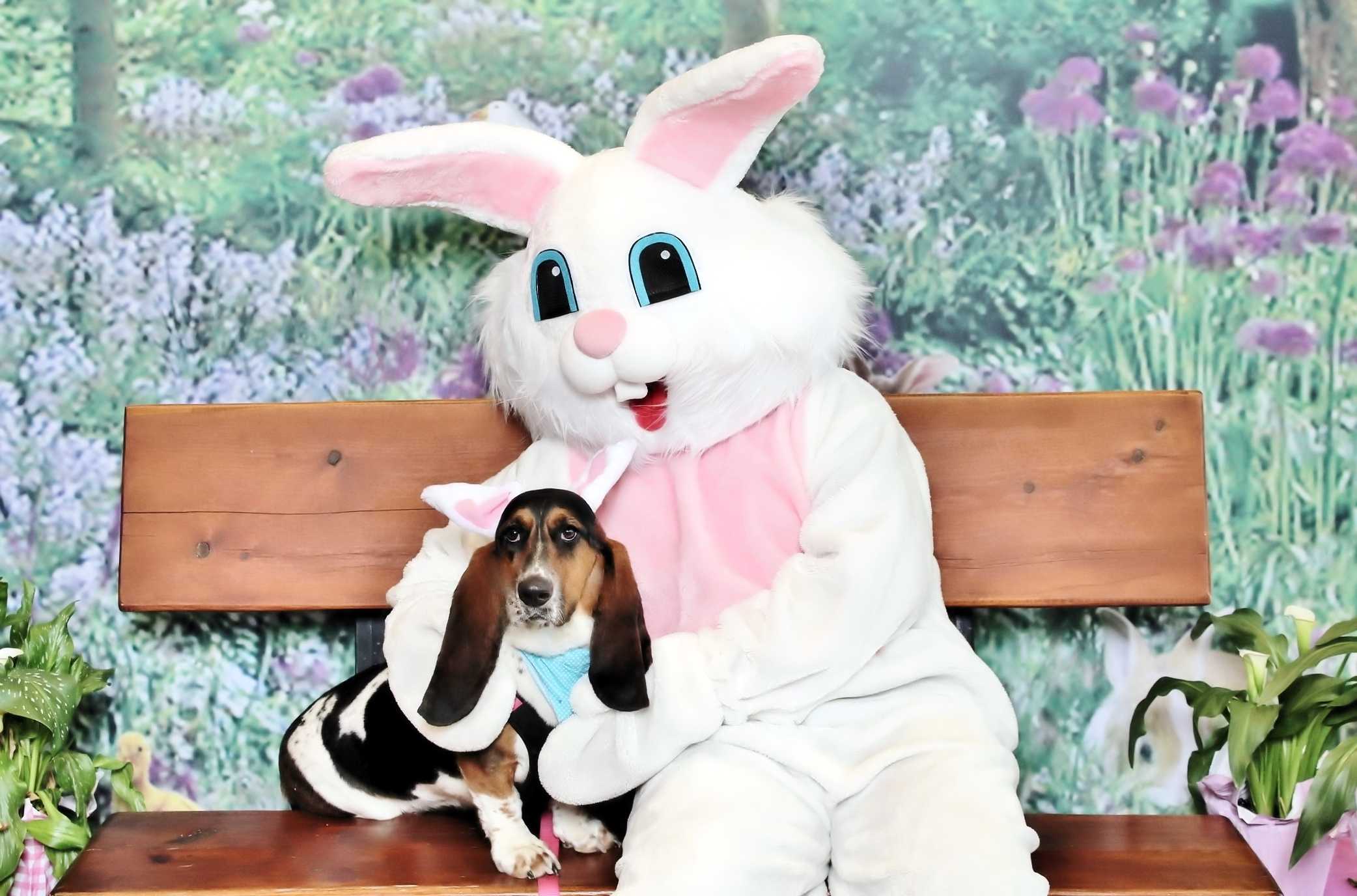 Dogs dressed hotsell up for easter