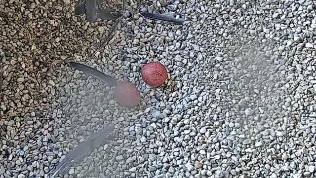 First peregrine falcon eggs of the season laid - Vimarsana News