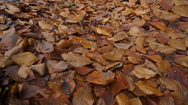 Winston-Salem leaf collection progressing slower than usual - Vimarsana News