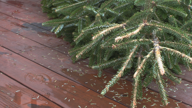 Winston-Salem Christmas tree disposal and collection - Vimarsana News