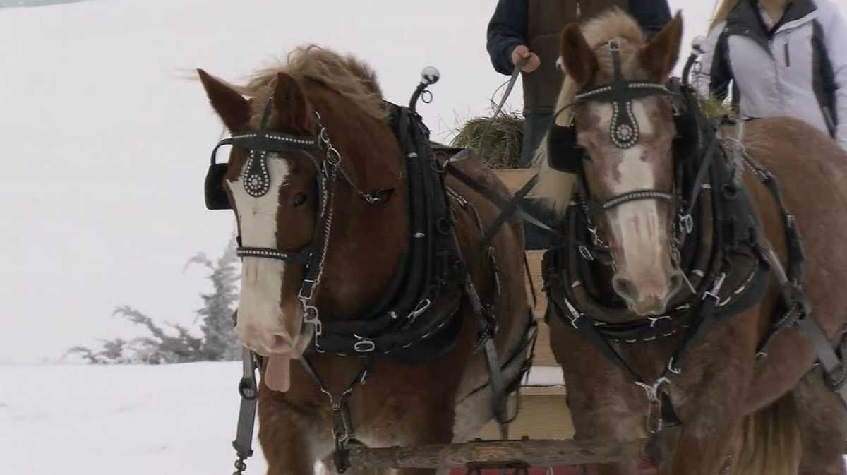WATCH Two horses go viral after pulling semitruck from icy driveway