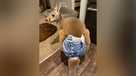 Chesney the missing kangaroo in Necedah