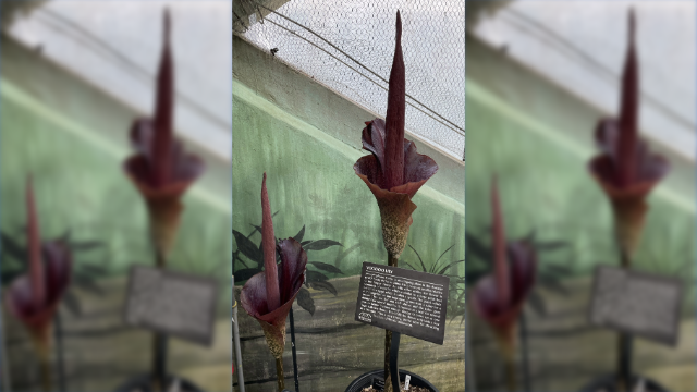 Voodoo Lilies in bloom at Milwaukee's Mitchell Park Domes - Vimarsana News