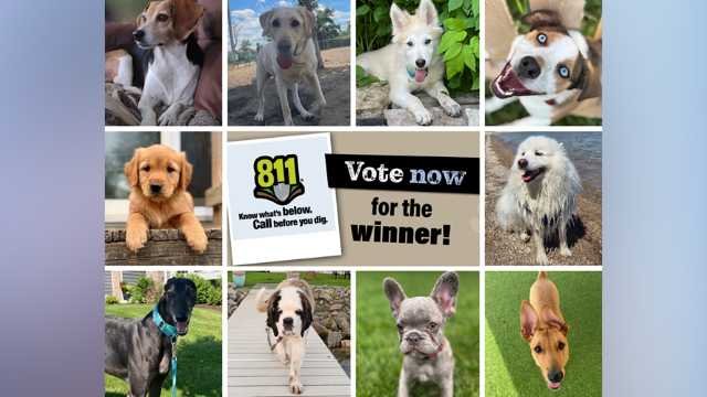 Voting underway for next We Energies safe digging 'ambassadog'