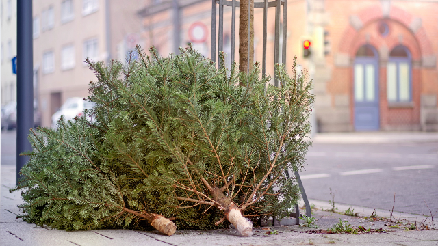 No more curbside collection for ﻿Christmas trees in Milwaukee ﻿City - Vimarsana News