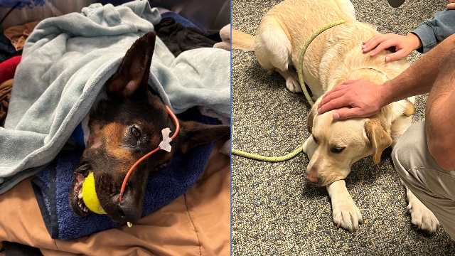 Dog donates blood to K-9 shot during incident - Vimarsana News