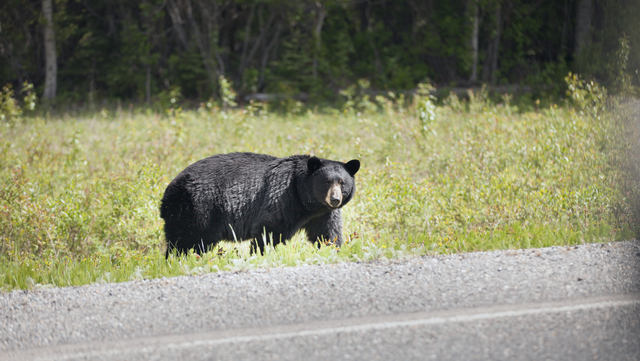 Burlington: Black bear spotted, police say use caution - Vimarsana News