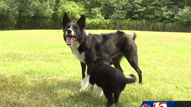 Alzheimer's awareness and staying sharp with dog agility - Vimarsana News