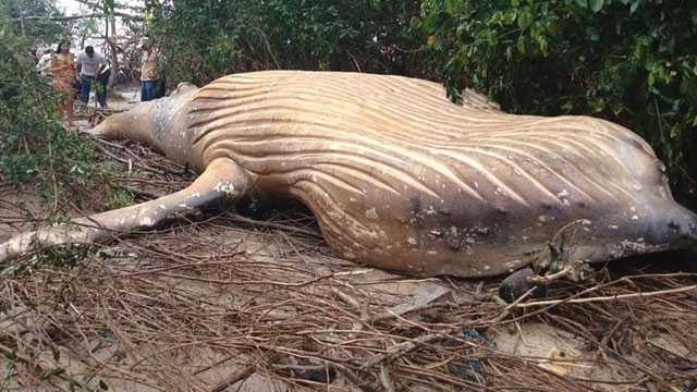 When local fishermen were walking through a mangrove forest in Brazil, they came across something that shouldn't be there: the carcass of a humpback whale.