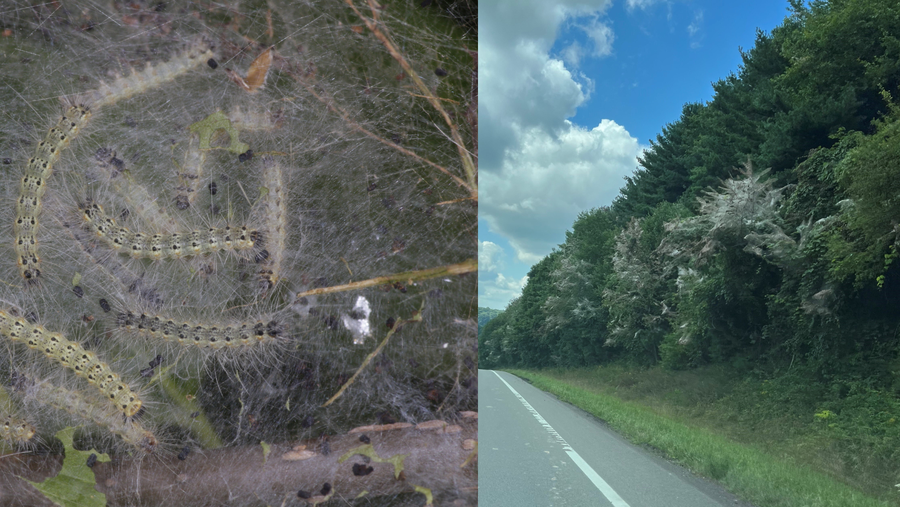 What's causing those large webs in trees along Ohio highways?