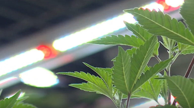 Ohio marijuana facilities ramp up ahead of expected recreational dispensary openings this summer - Vimarsana News