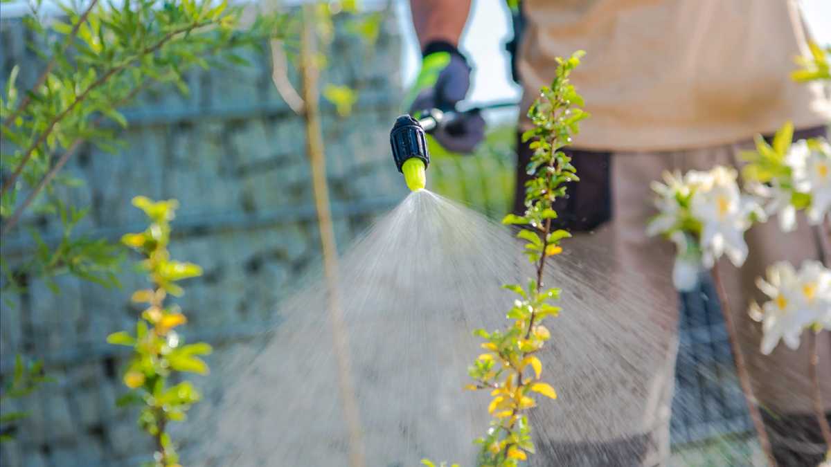 Study finds exposure to weed killer may increase risk of disease