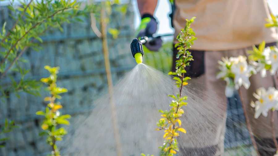 Study finds exposure to weed killer may increase risk of disease