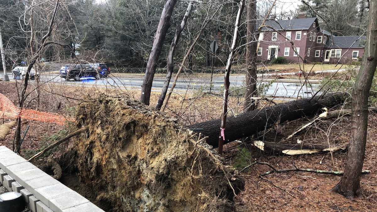 Strong winds bring down trees, crush vehicles, take out power lines