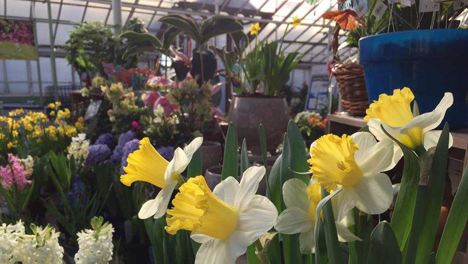 Viewers' Choice 2017 Best garden center