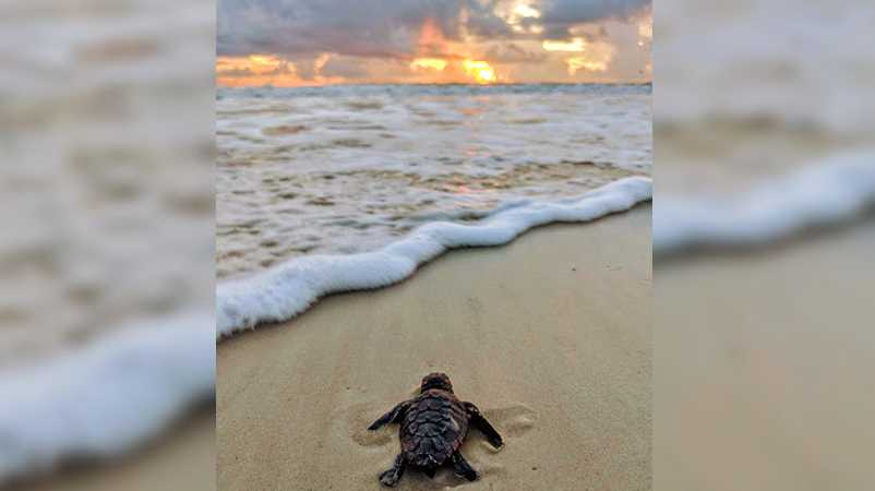 "Baby Loggerhead Turtle headed to sea on August 1st 2019 at sunrise. New Smyrna Beach, FL."