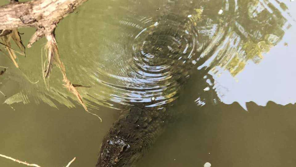 Ohio officials say more crocodiles unlikely after 1 found