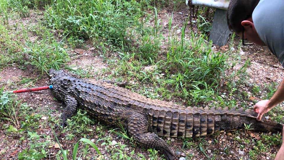 7 Foot Crocodile Found In Ohio Creek As Kids Played In Water Fabio vaccaro country rock instrumental. 7 foot crocodile found in ohio creek as