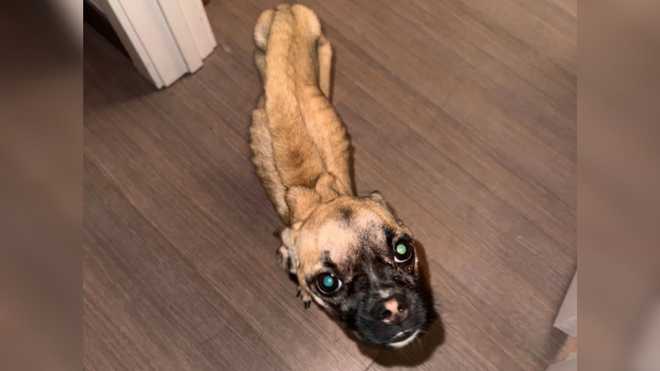 west bridgewater animal cruelty