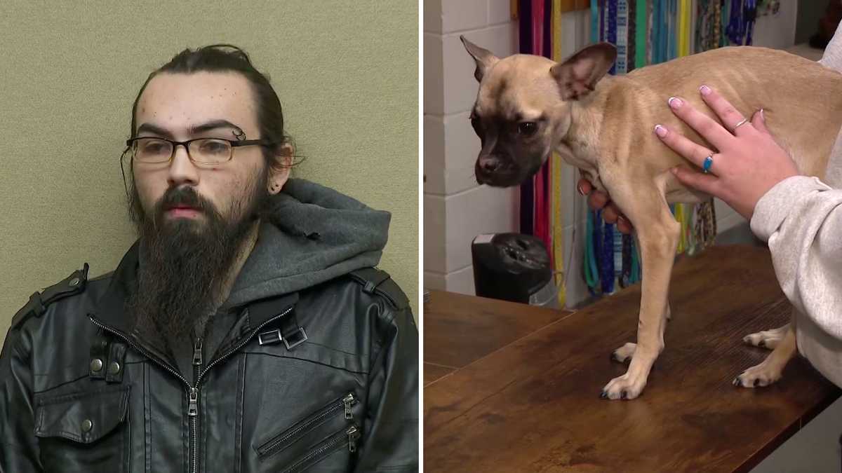 Taunton man released on personal recognizance after emaciated dog found ...