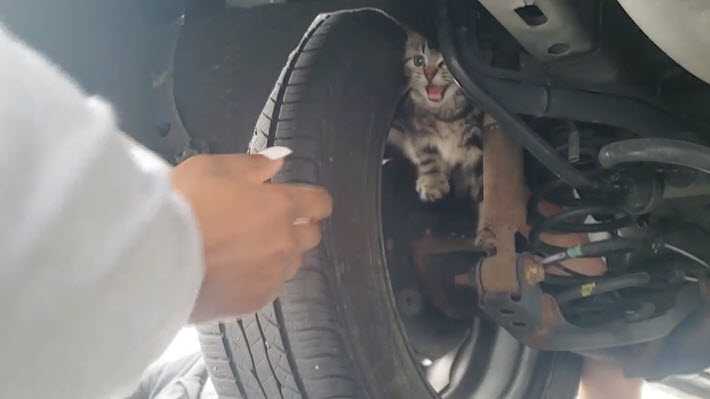  Cat  stuck in car rescued at West  Chester  fast food restaurant 