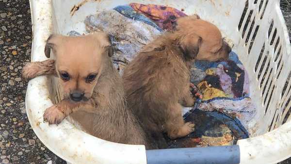 Firefighters rescue 2 puppies from West Chester house fire