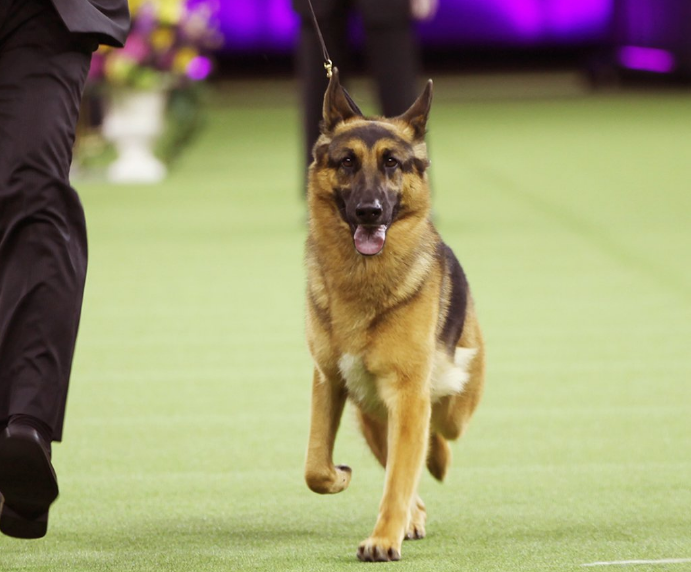 german shepherd westminster