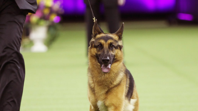 German shepherd wins best in show at 141st Westminster Kennel Club dog show