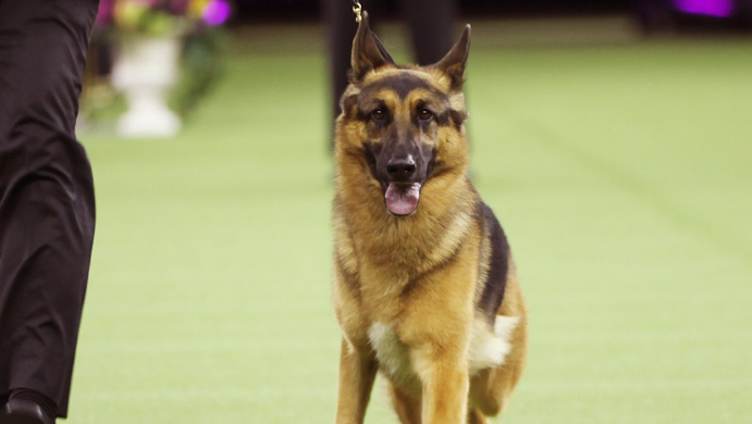 German shepherd wins best in show at 141st Westminster Kennel Club dog show