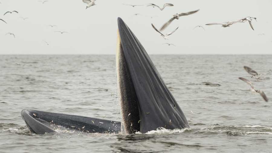 Bryde Whale