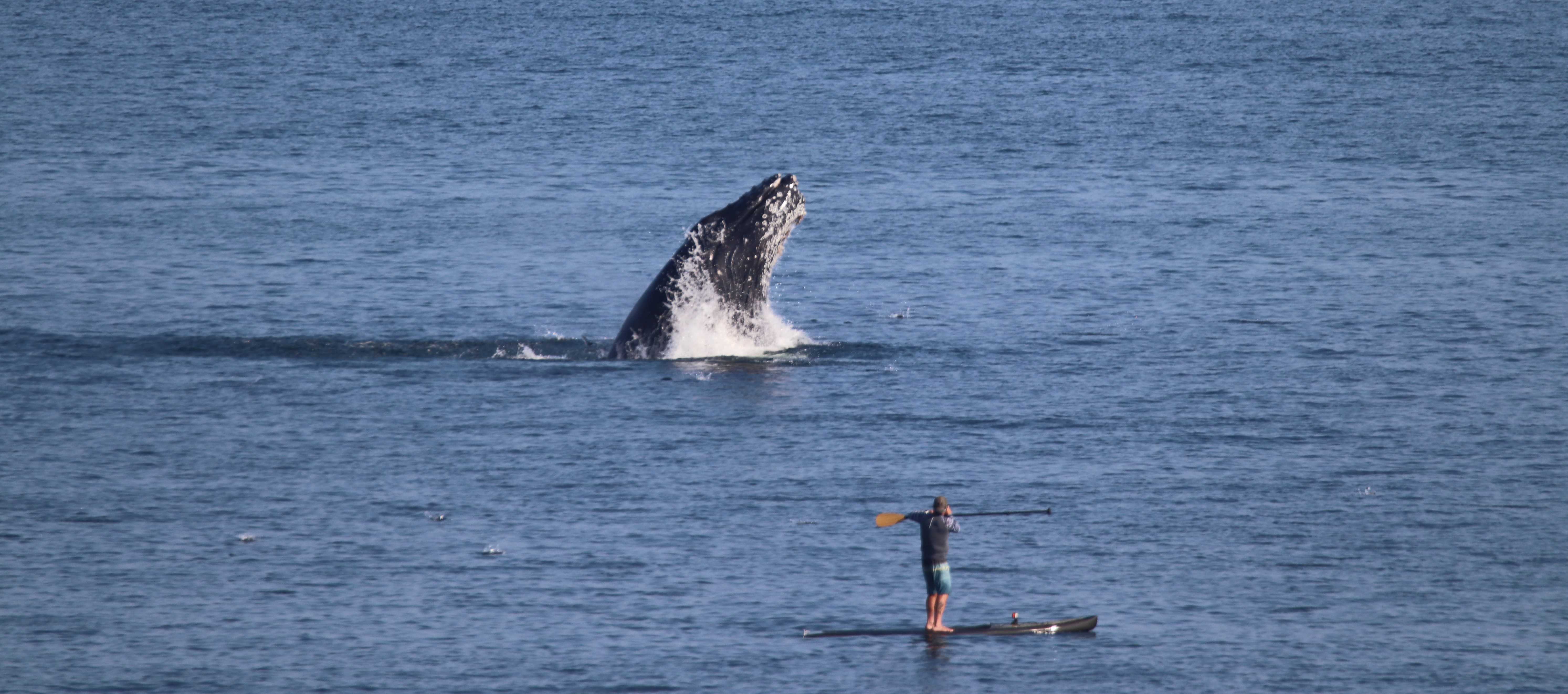 Wake Up Call Paddleboarder Has Wild Encounter With Whale   Whale 1658136403 