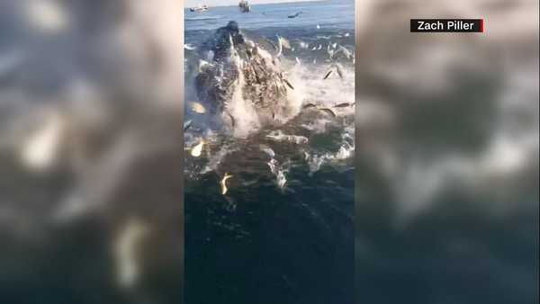 whale makes surprise appearance during father-son fishing trip