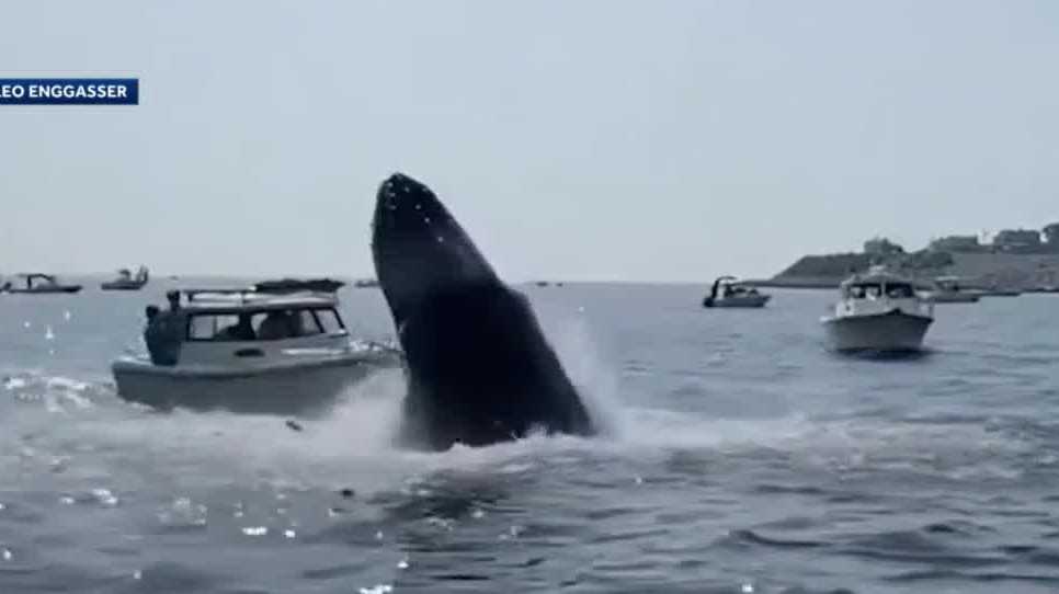 Whale breaches, lands on fishing boat off Plymouth, Massachusetts - Vimarsana News