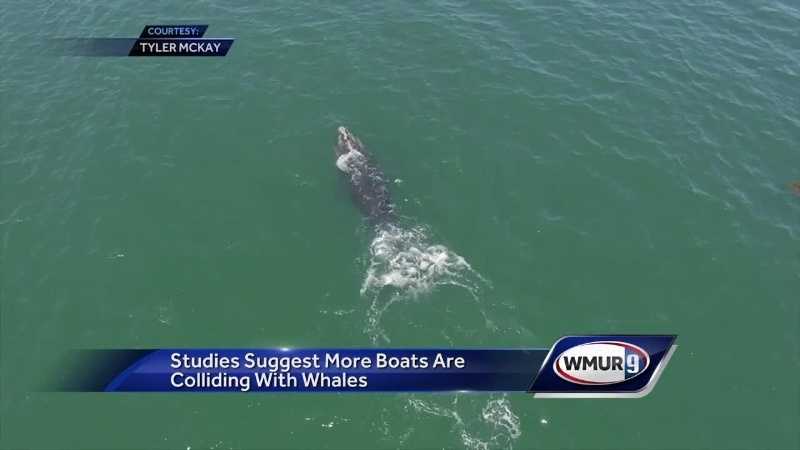 Study: Whale, Boat Collisions Off New England Coast More Common Than 