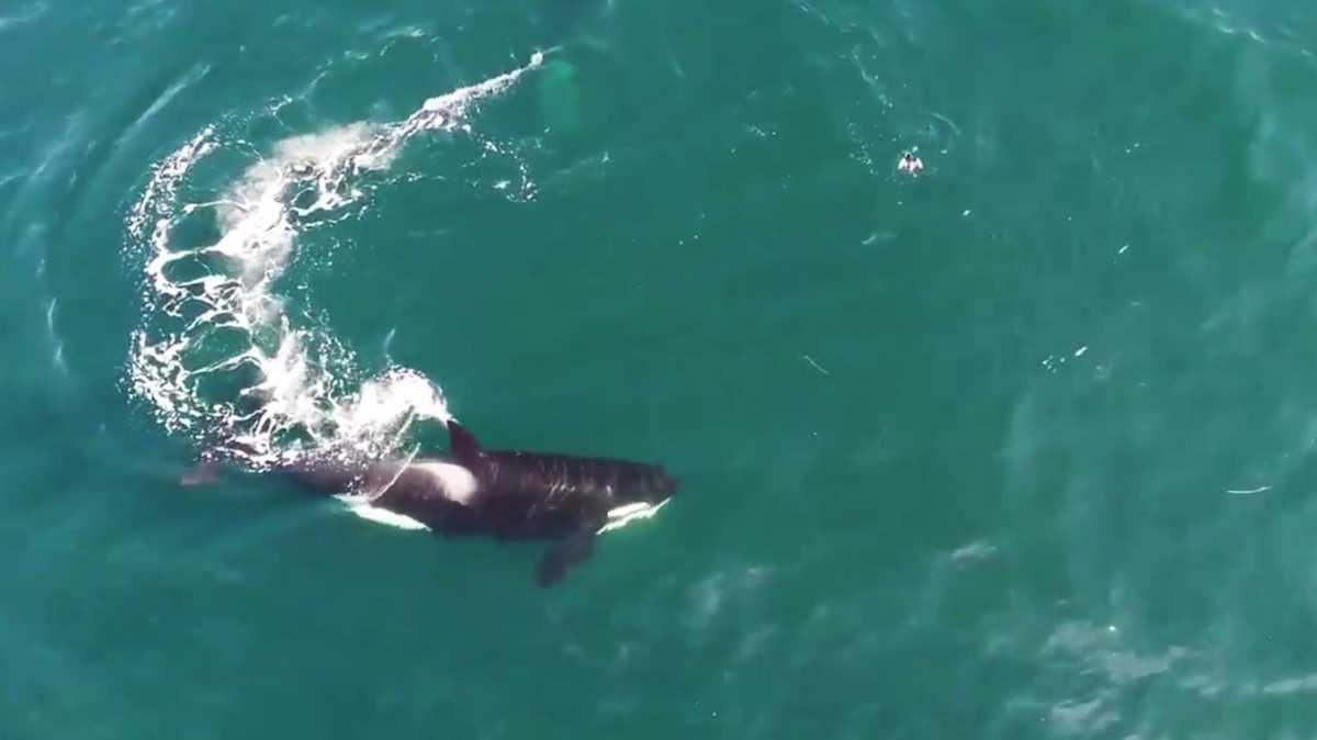 Monterey Bay whales use bird as target practice