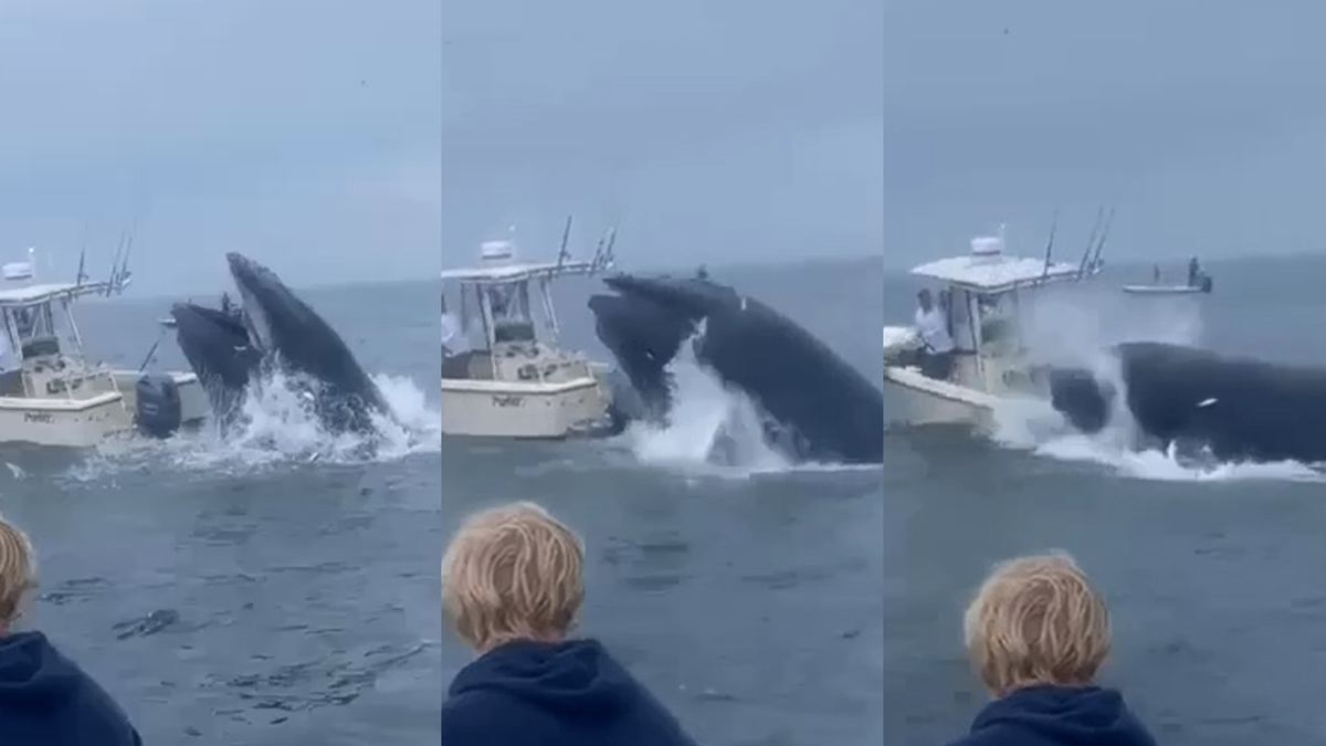 Un adolescent du Maine aide une baleine à atterrir sur un bateau au large de Rye Beach
