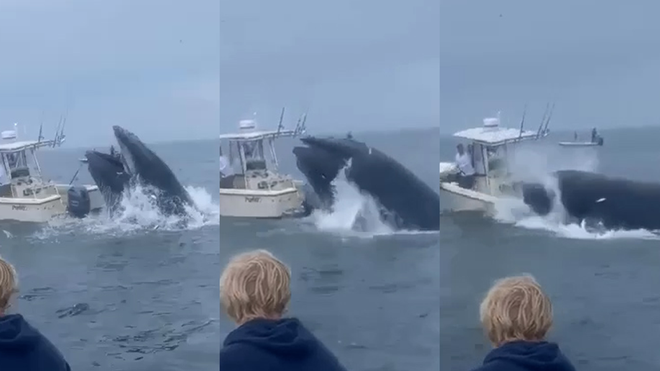 Una ballena aterriza en un barco frente a la costa de New Hampshire y arroja gente al océano
